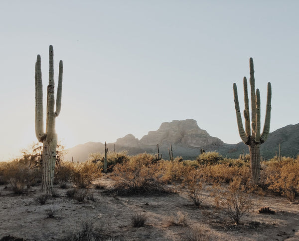 SUNRISE / The Desert